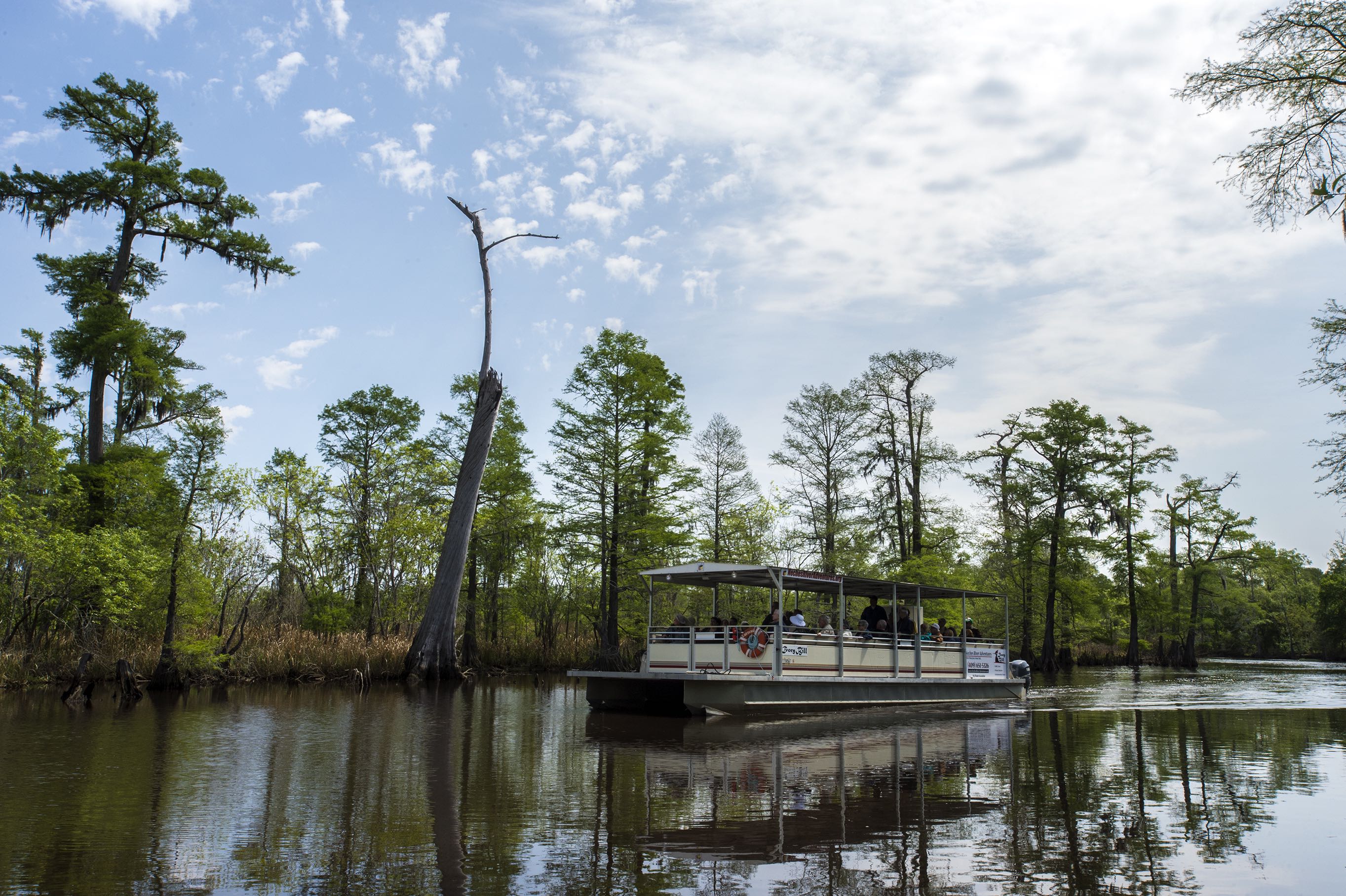 The Ivory Bill on the Neches River in the Big Thicket National Preserve